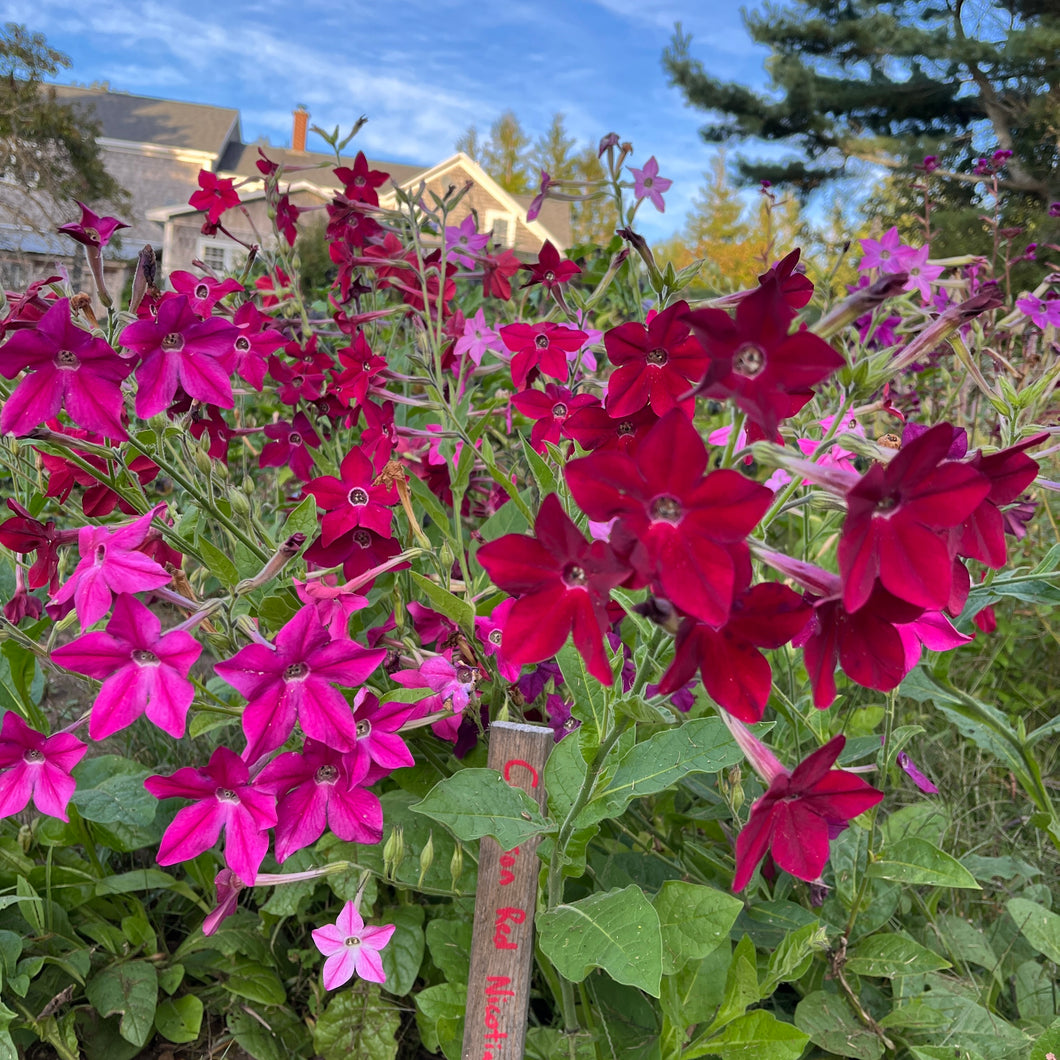 Crimson Red Nicotiana