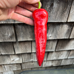 Spanish Mammoth Sweet Pepper