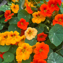 Alaska Mix Nasturtium