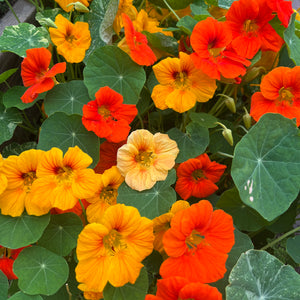 Alaska Mix Nasturtium