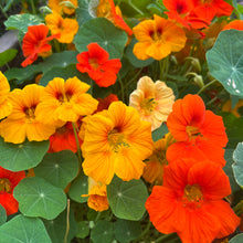 Alaska Mix Nasturtium