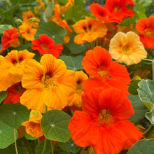 Alaska Mix Nasturtium