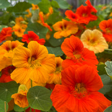 Alaska Mix Nasturtium