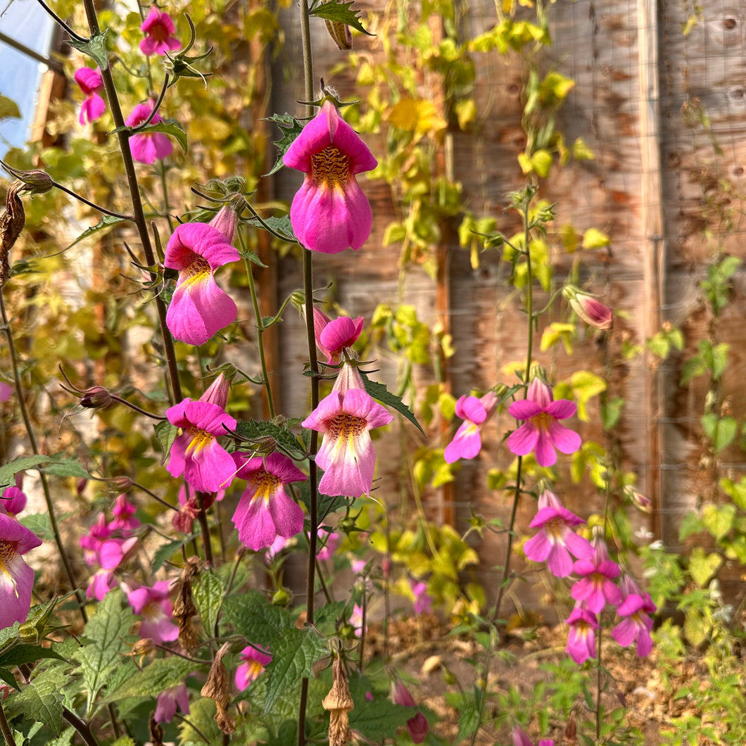 Chinese Foxglove