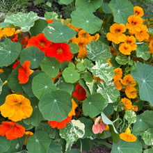 Alaska Mix Nasturtium