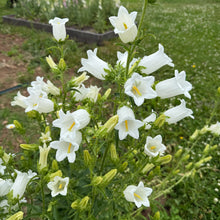 White Canterbury Bells