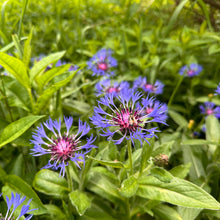 Purple Mountain Cornflower
