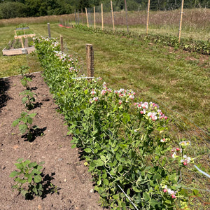 Salmon Flowering Crown Pea