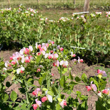 Salmon Flowering Crown Pea