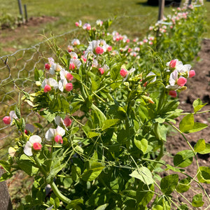 Salmon Flowering Crown Pea