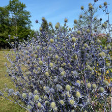 Sea Holly