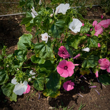 Pembina Pink Lavatera Mix