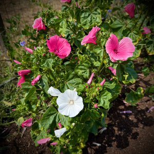 Pembina Pink Lavatera Mix