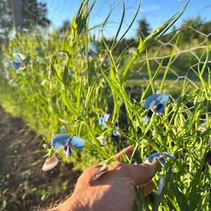 Grass Pea