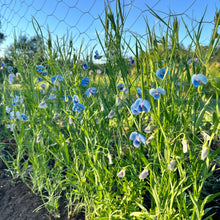 Grass Pea