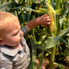 Orchard Baby Sweet Corn