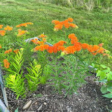 Butterfly Weed