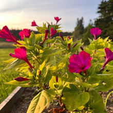 Fundy Red Four O'Clock