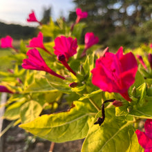 Fundy Red Four O'Clock