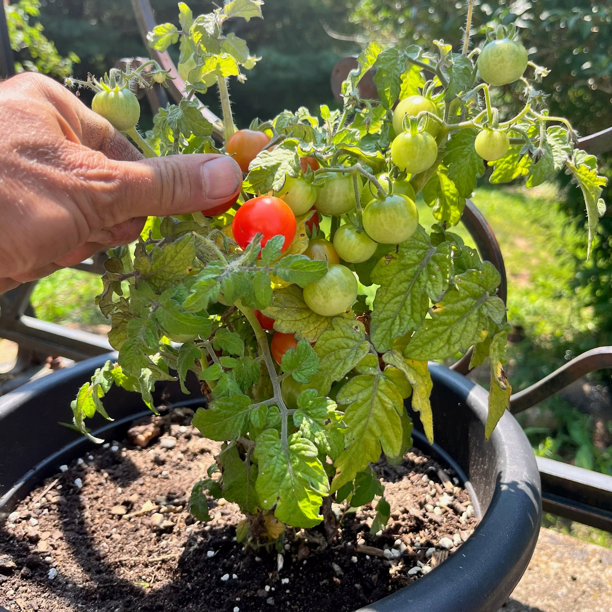 Tiny Tim Tomato Revival Seeds Tiny tim tomato revival seeds