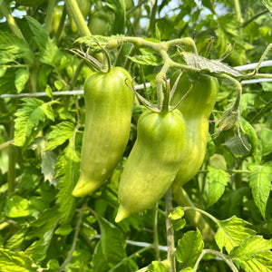 Opalka Paste Tomato