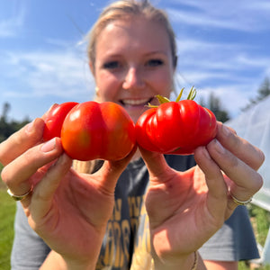 Costoluto Genovese Italian Heirloom Tomato