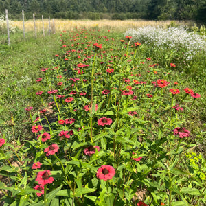 Peruvian Red Zinnia