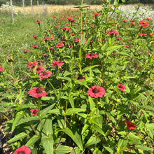 Peruvian Red Zinnia