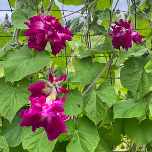 Sunrise Serenade Morning Glory