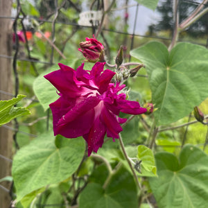 Sunrise Serenade Morning Glory