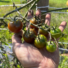 Black Cherry Tomato