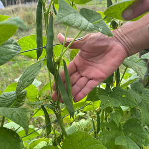 Heritage Dore Pole Bean