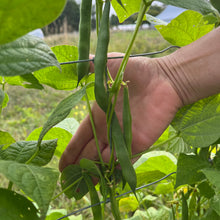 Heritage Dore Pole Bean