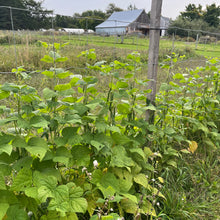 Heritage Dore Pole Bean