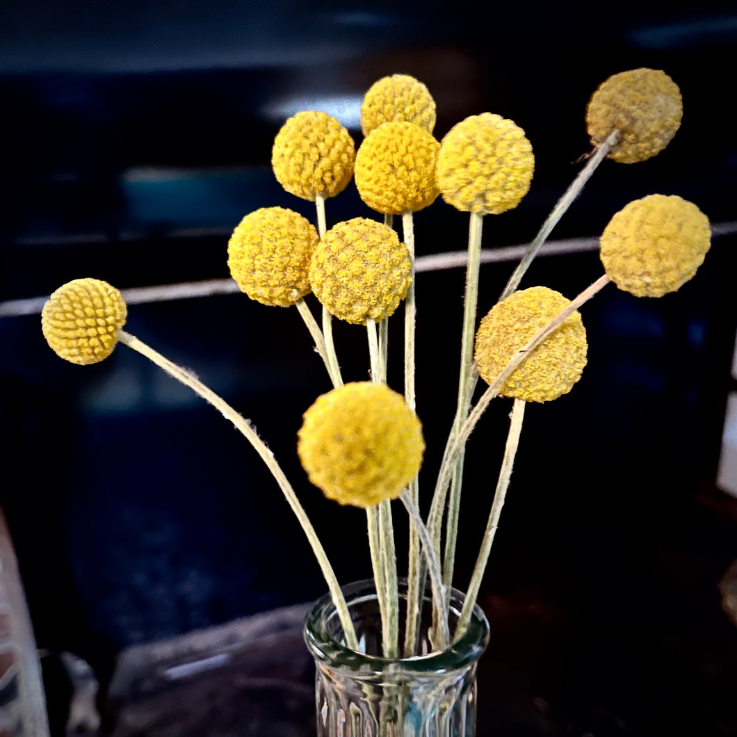 drumstick flower seeds Drumstick Flower – Revival Seeds