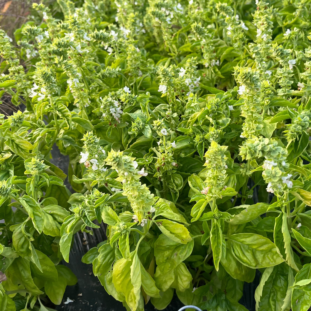 Isle of Naxos Basil