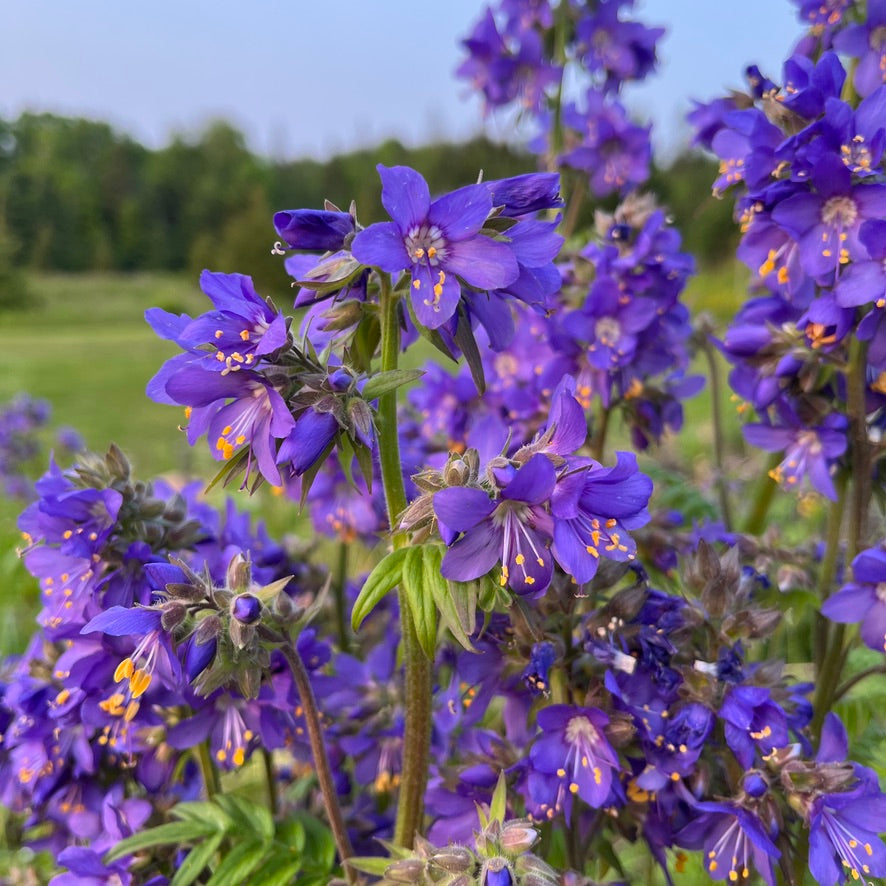 jacob's ladder plant seeds Jacob's Ladder – Revival Seeds