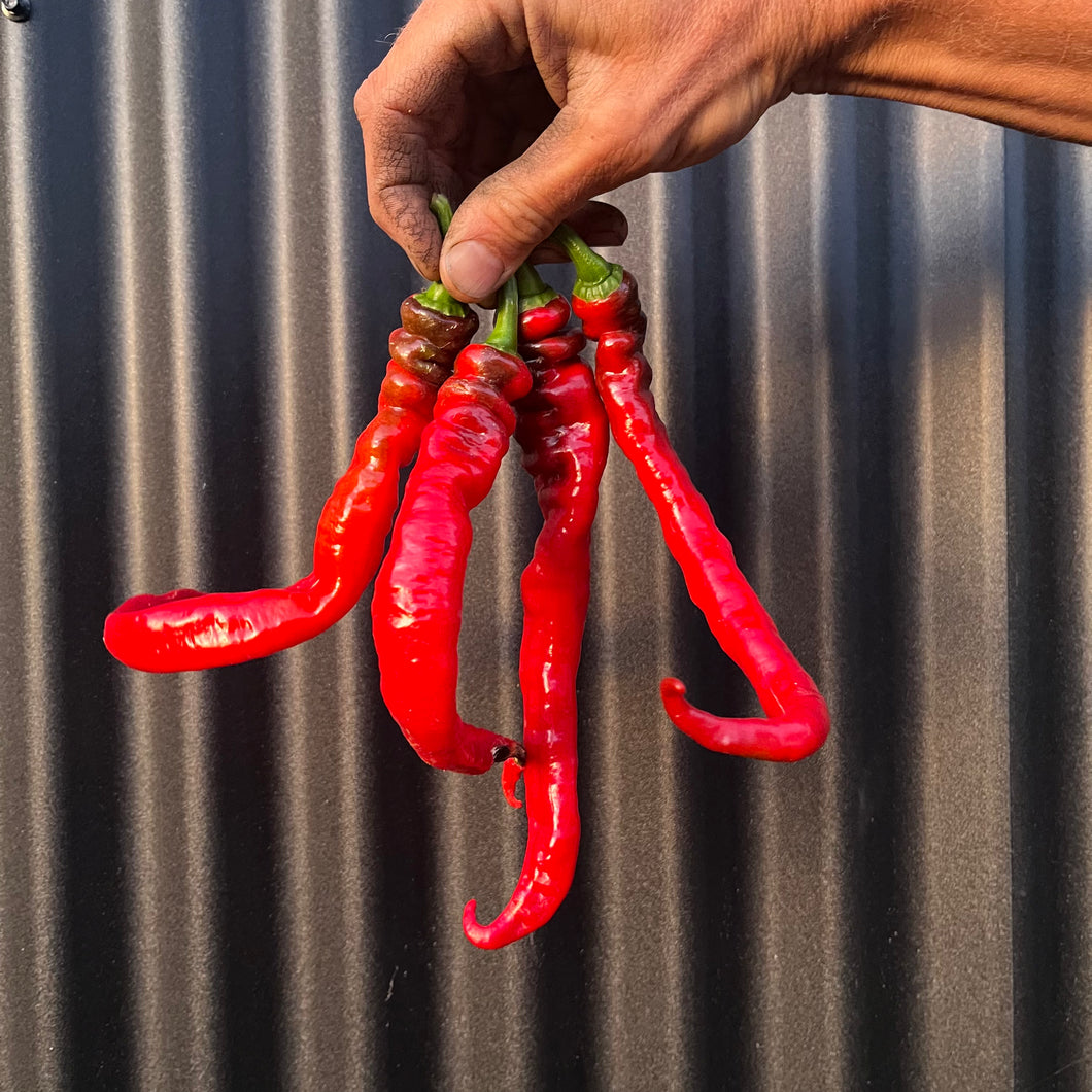 Jimmy Nardello Sweet Pepper