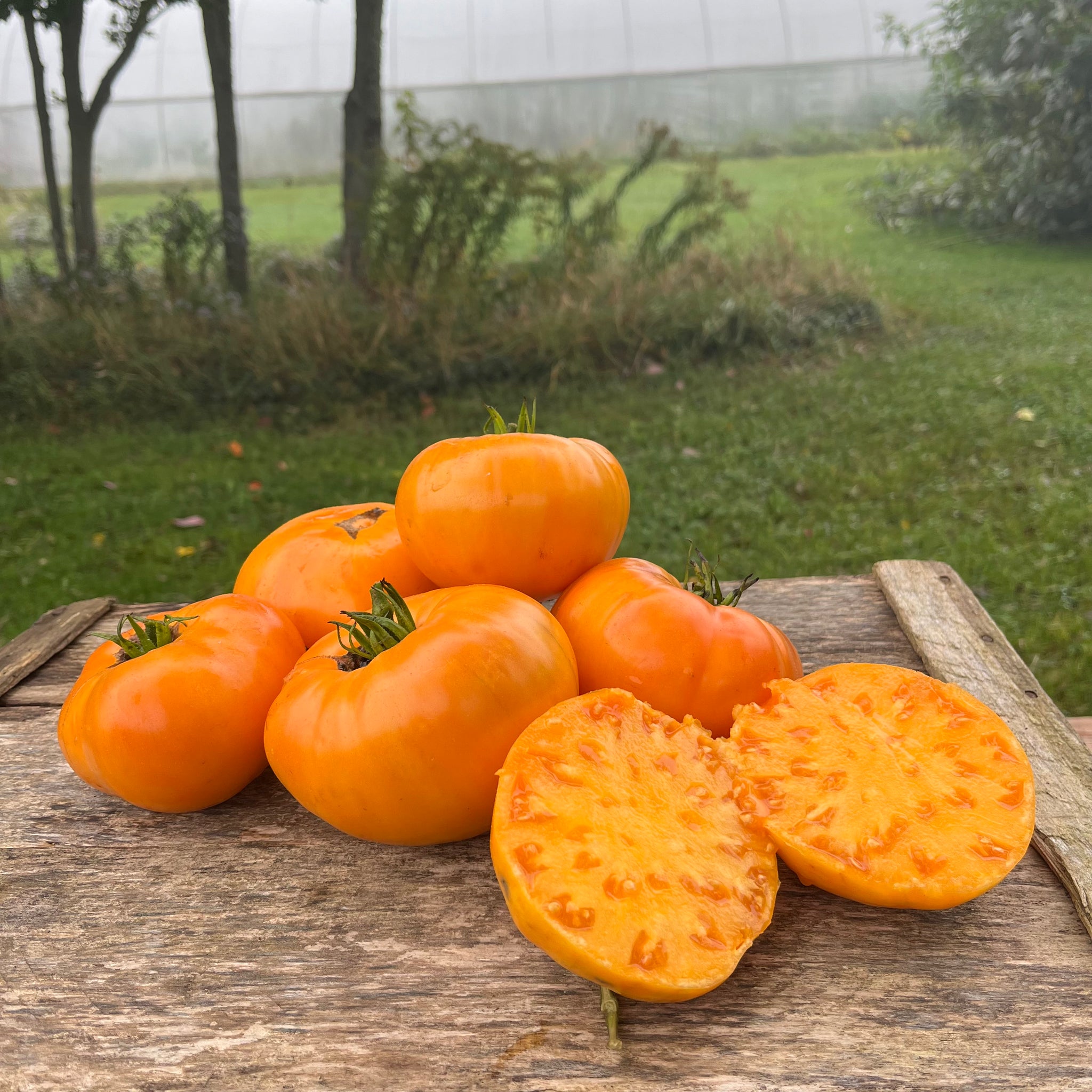 Kellogg's Breakfast Tomato – Revival Seeds Kellogg's Breakfast Tomato – Revival Seeds