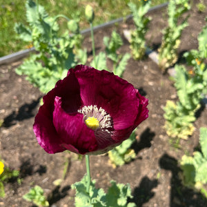 Lauren's Grape Poppy