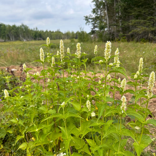 Licorice White Agastache