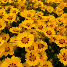 Lights of Morden Coreopsis Mix