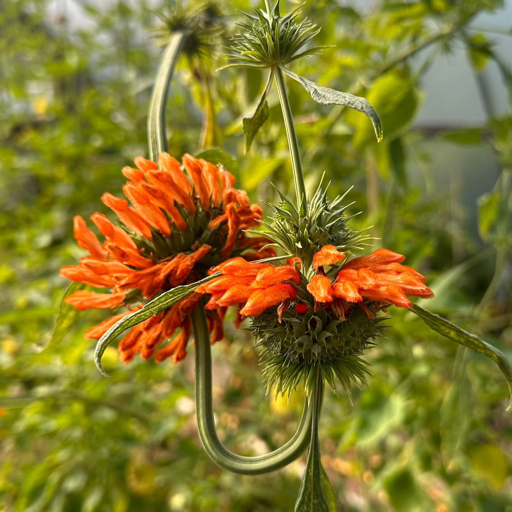 lion's ear plant seeds Lion's Ear – Revival Seeds