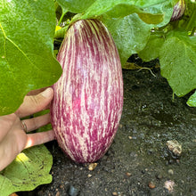 Listada de Gandia Eggplant