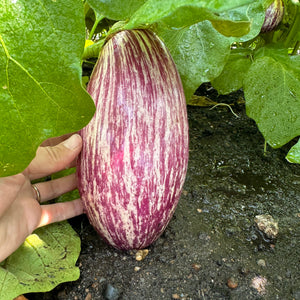 Listada de Gandia Eggplant