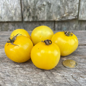 Livingston's Gold Ball Tomato