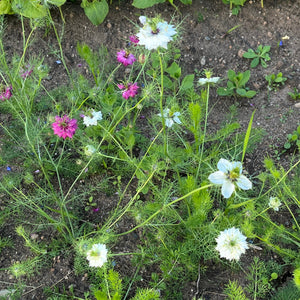 Love in a Mist