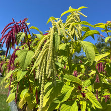 Love Lies Bleeding