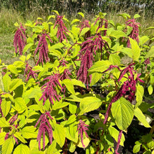 Love Lies Bleeding