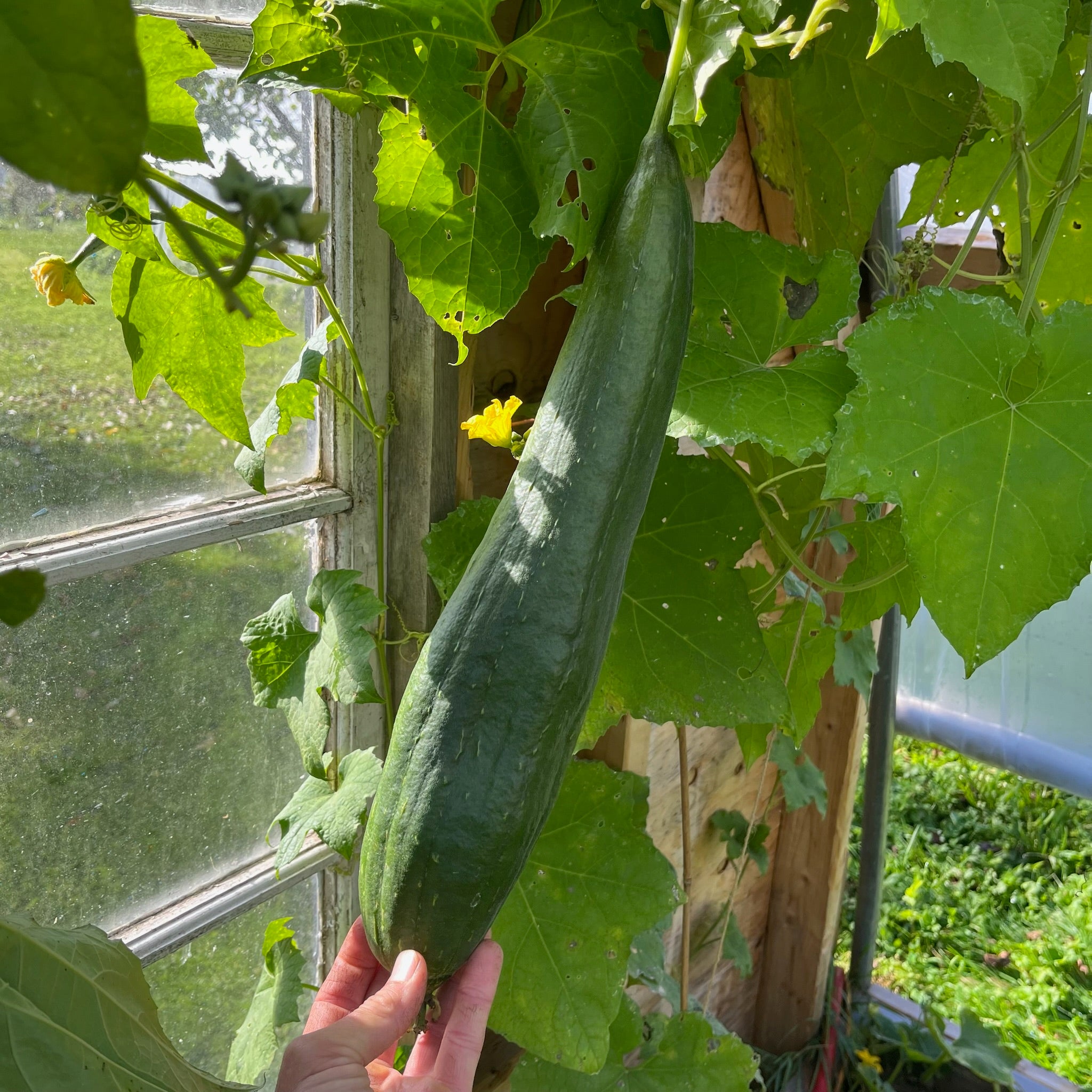 Luffa Ground Luffa Gourd – Revival Seeds